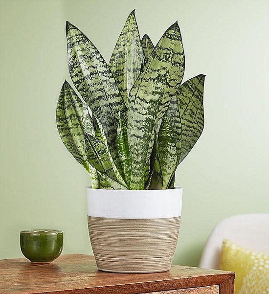 Snake Plant