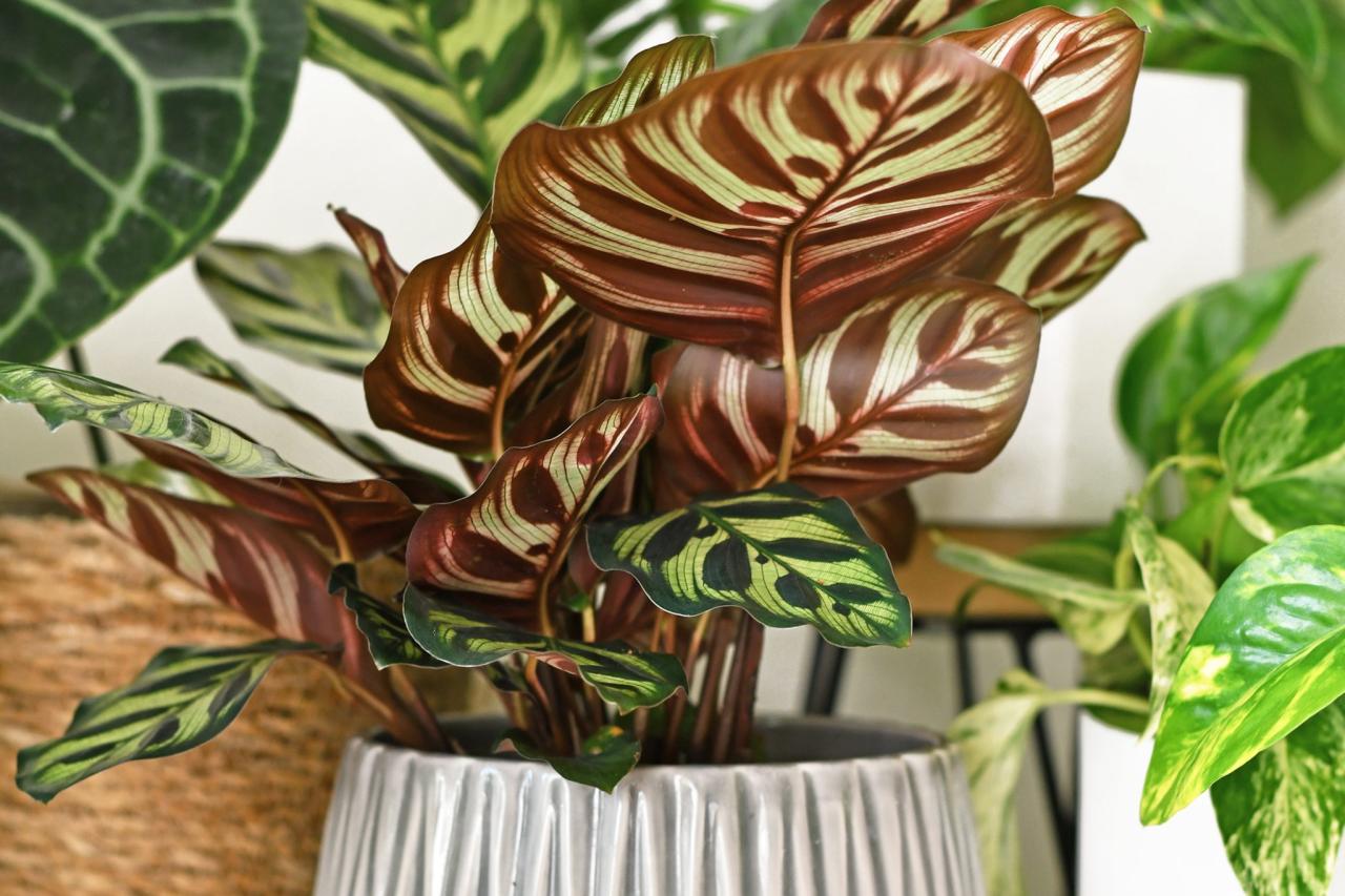 Calathea Care: Growing and Caring for Calatheas | BBC Gardeners World Magazine