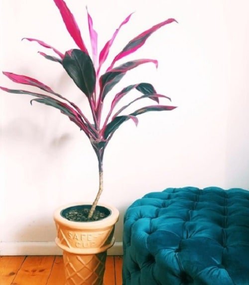 Best Indoor Plants for Living Rooms 11