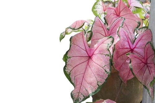 Pink Houseplants 14