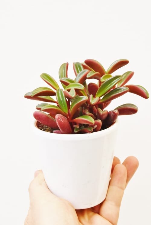 Best Peperomia Types 44