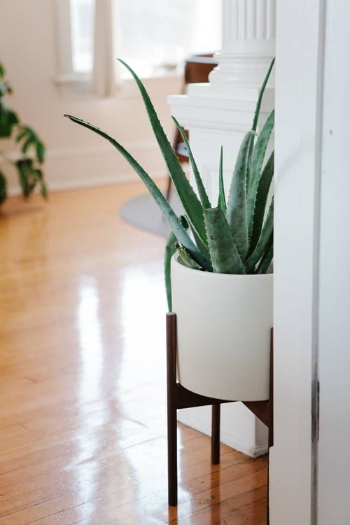 Best Indoor Plants for Living Rooms 12