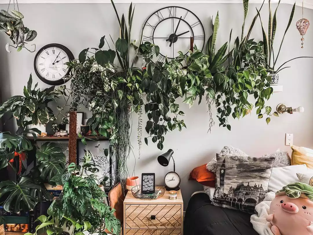 plants above bed