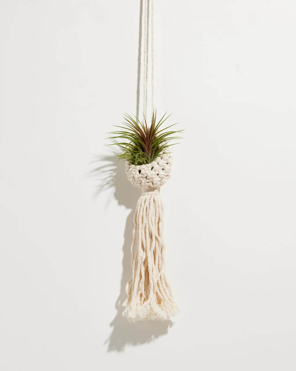 25 Houseplants That Look Great When Grown in Macrame Plant Hangers - 135