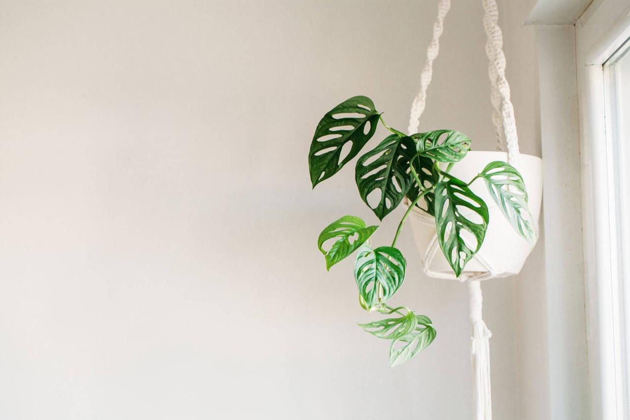 25 Houseplants That Look Great When Grown in Macrame Plant Hangers - 137