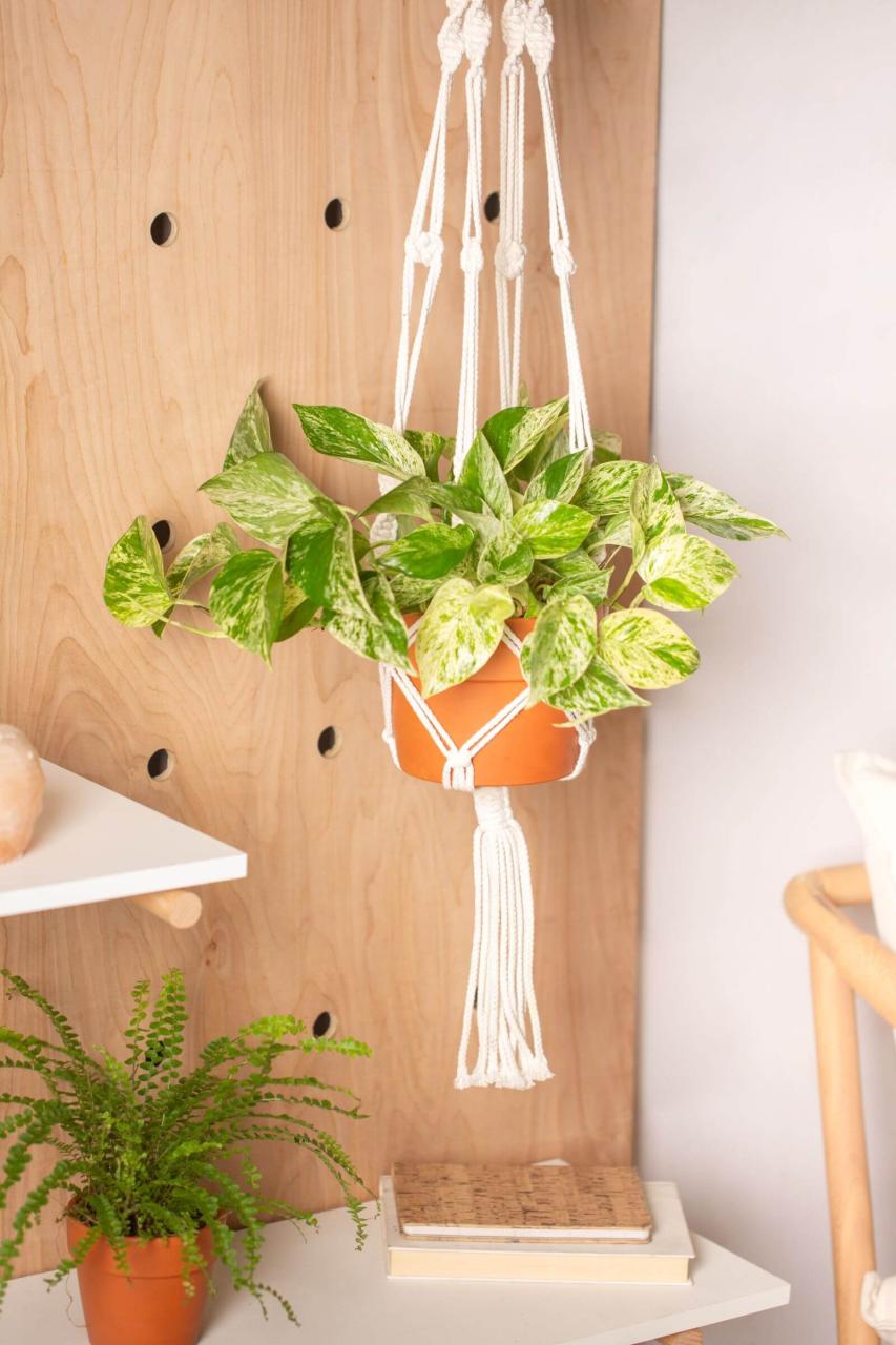 25 Houseplants That Look Great When Grown in Macrame Plant Hangers - 139