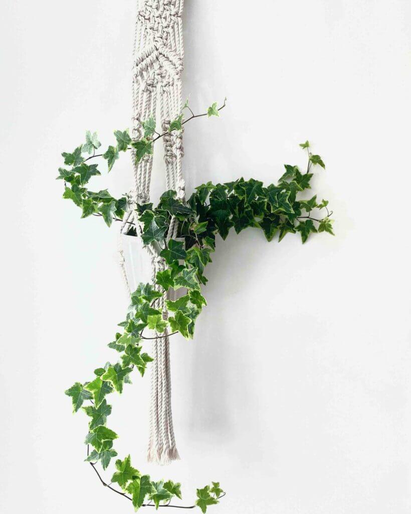 25 Houseplants That Look Great When Grown in Macrame Plant Hangers - 145