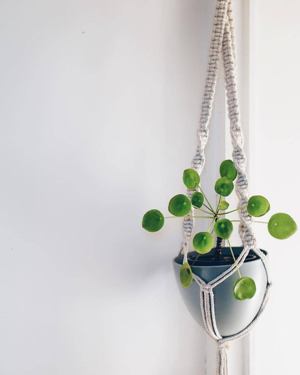 25 Houseplants That Look Great When Grown in Macrame Plant Hangers - 147