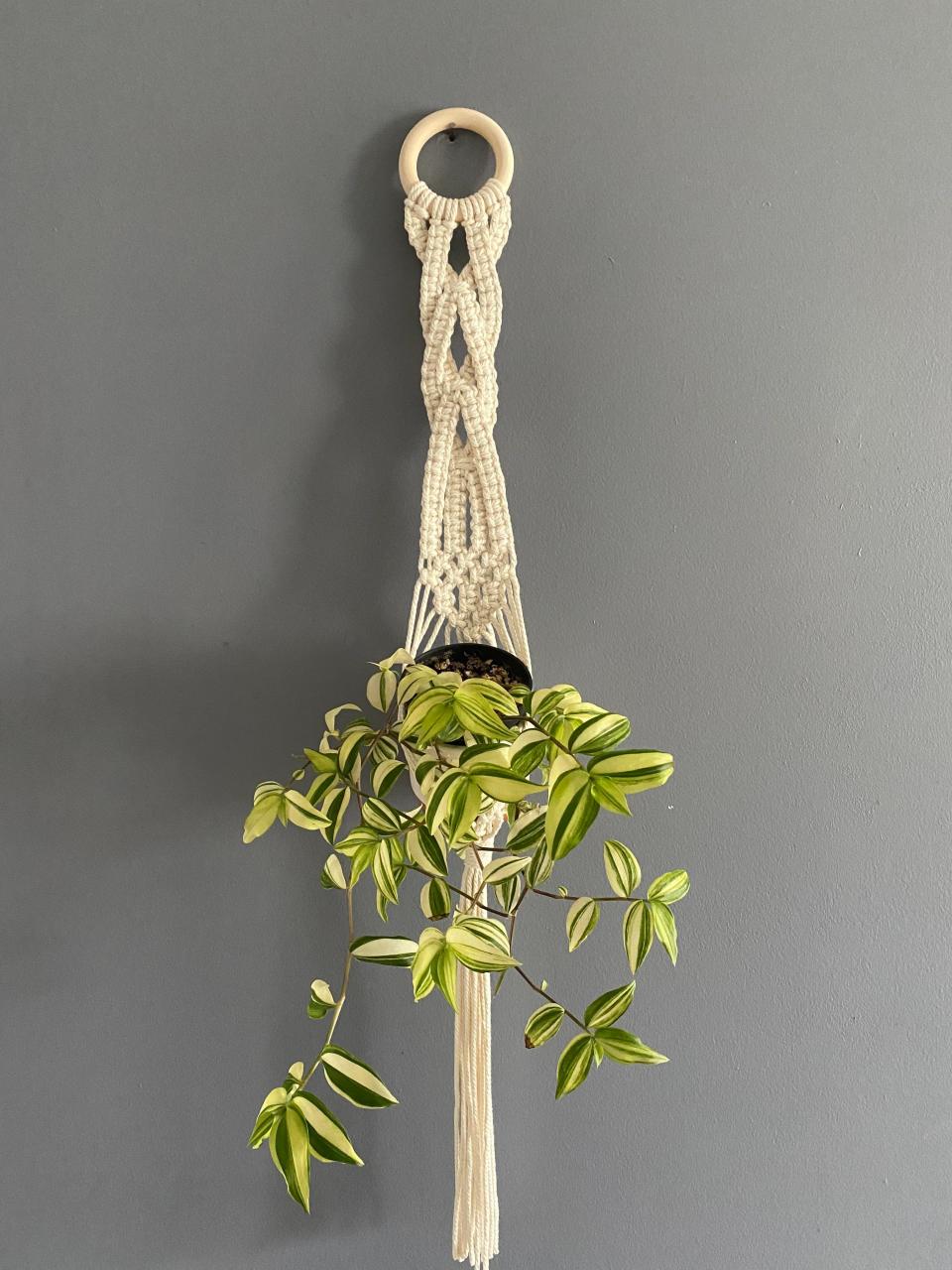 25 Houseplants That Look Great When Grown in Macrame Plant Hangers - 149