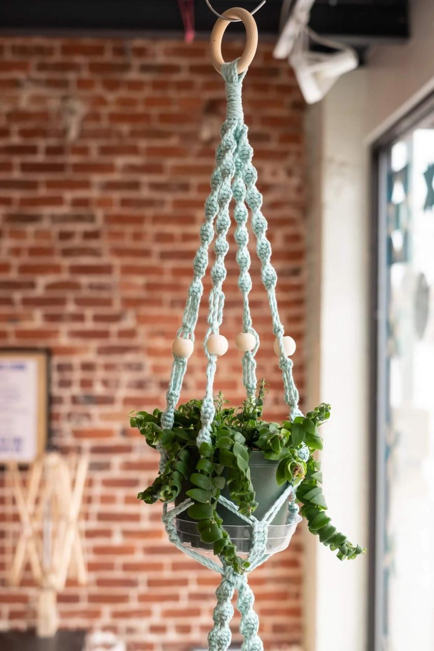 25 Houseplants That Look Great When Grown in Macrame Plant Hangers - 151