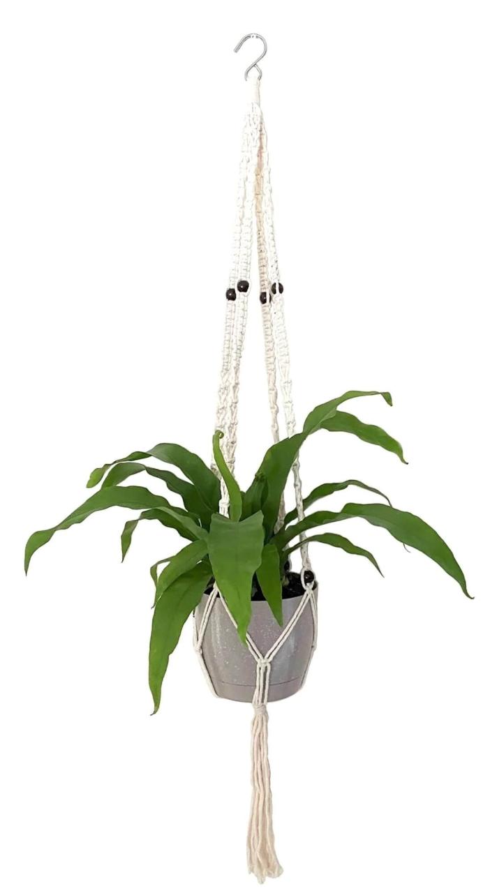 25 Houseplants That Look Great When Grown in Macrame Plant Hangers - 153