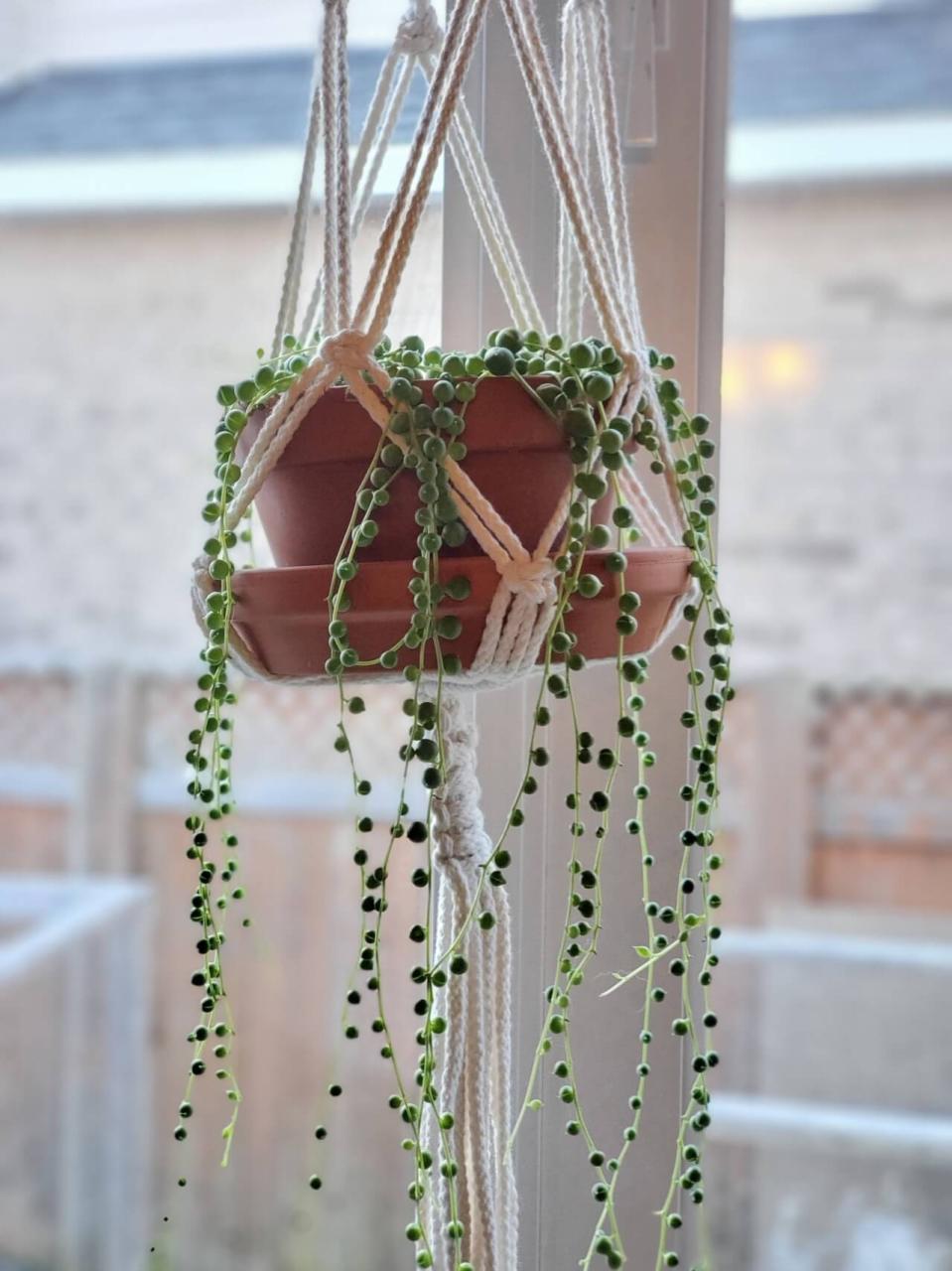 25 Houseplants That Look Great When Grown in Macrame Plant Hangers - 155