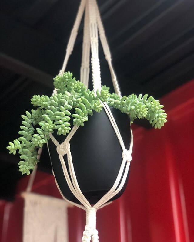 25 Houseplants That Look Great When Grown in Macrame Plant Hangers - 157