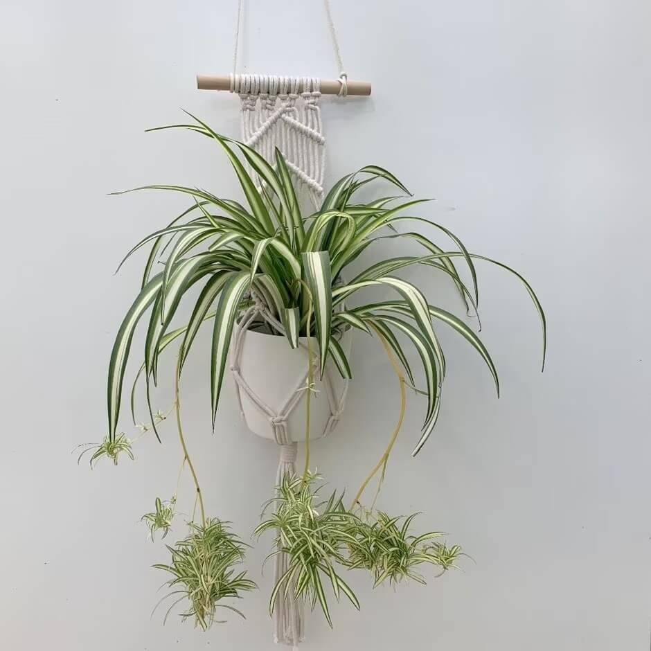 25 Houseplants That Look Great When Grown in Macrame Plant Hangers - 159