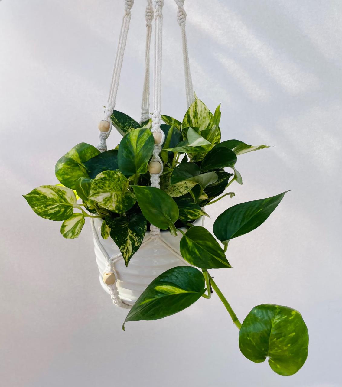 25 Houseplants That Look Great When Grown in Macrame Plant Hangers - 163