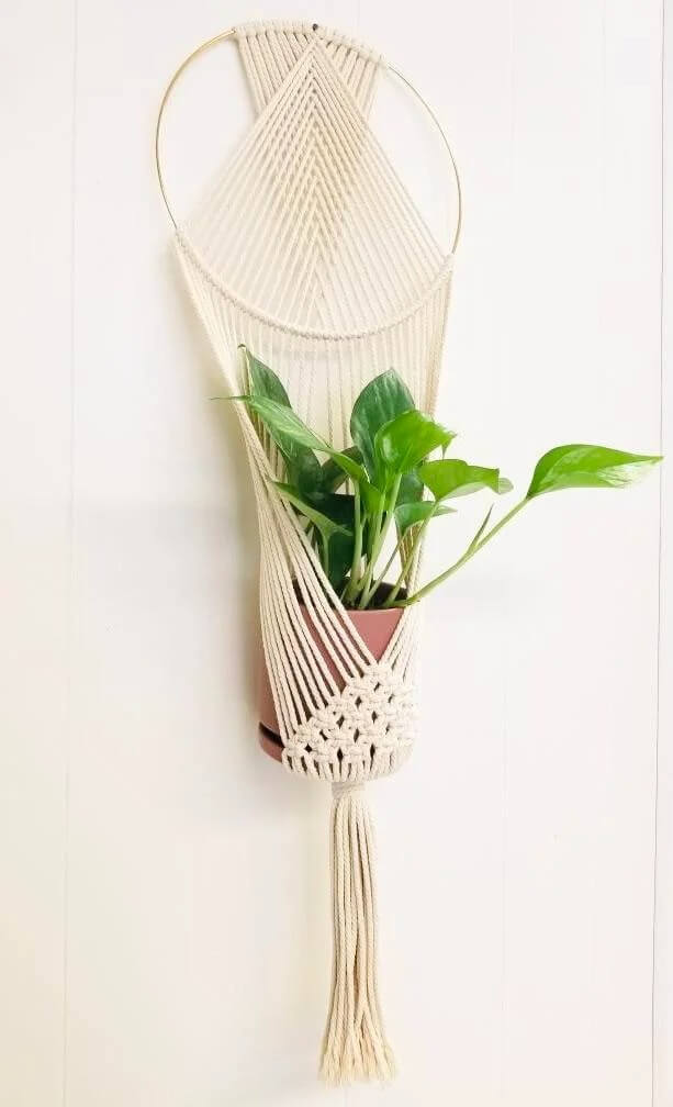 25 Houseplants That Look Great When Grown in Macrame Plant Hangers - 167