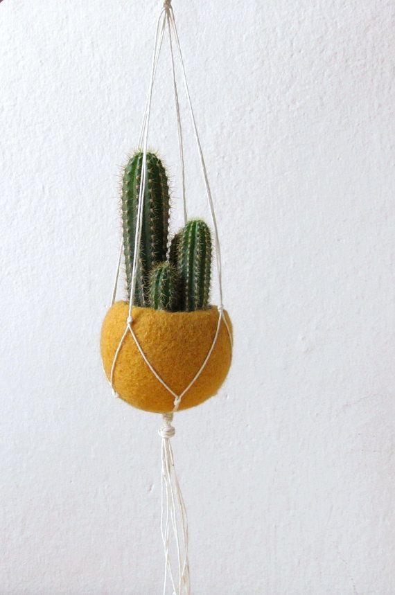 25 Houseplants That Look Great When Grown in Macrame Plant Hangers - 171