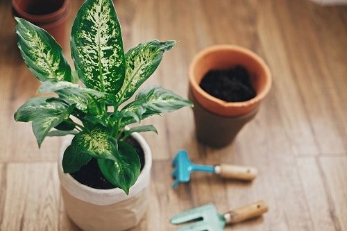 Indoor plants that you can grow from cuttings 13