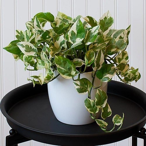 Beautiful Houseplants with Patterns 12