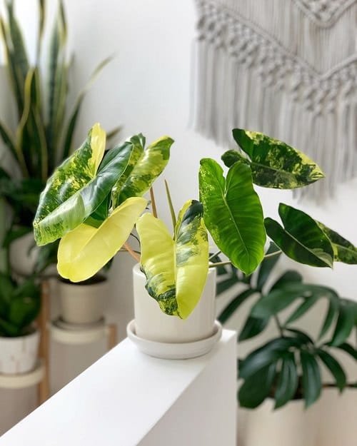 Beautiful Houseplants with Patterns 14