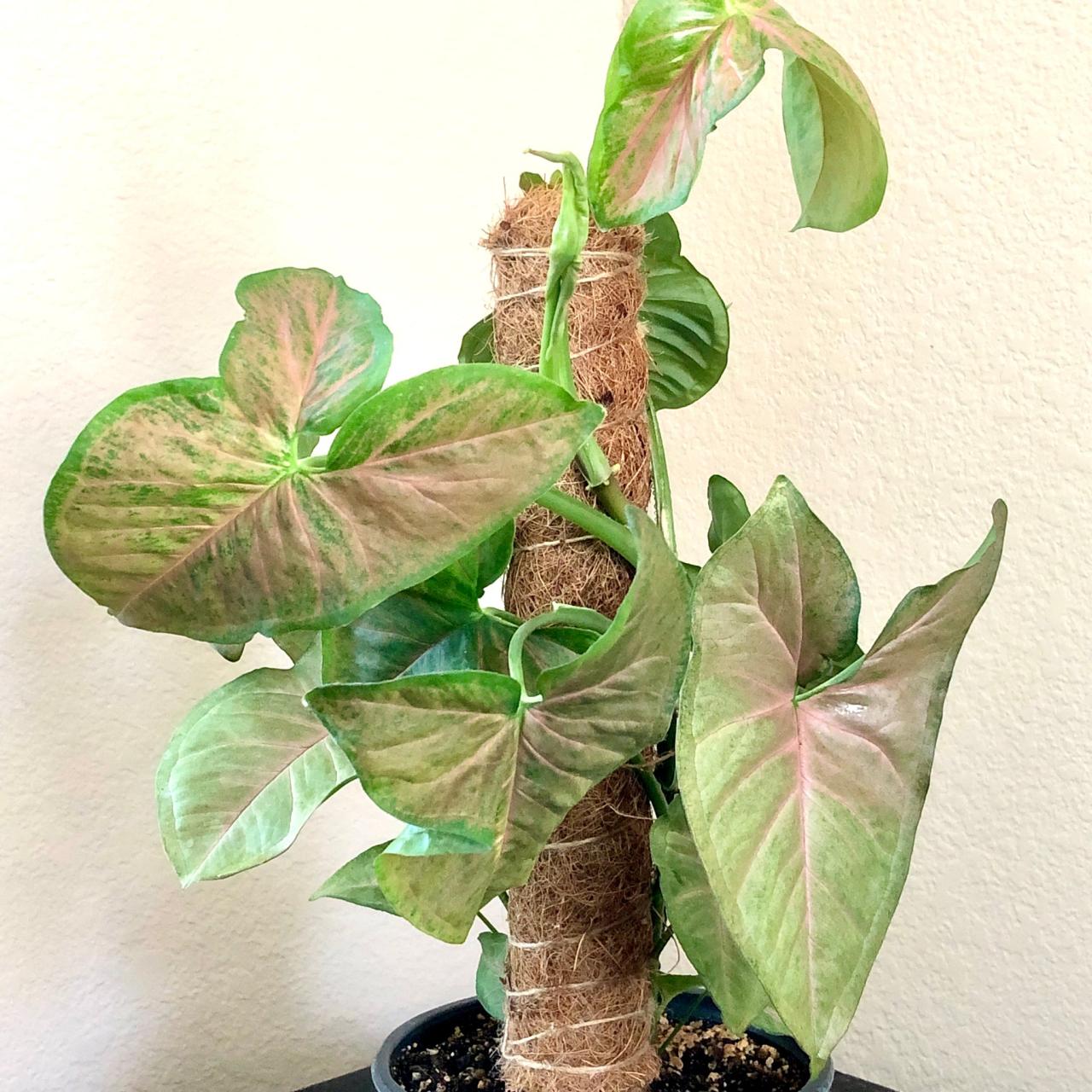 Syngonium podophyllum 'Pink Allusion' (Arrowhead Plant) – The Plant Sourcery