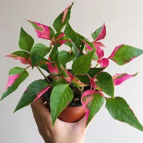 Tricolor Houseplants 21