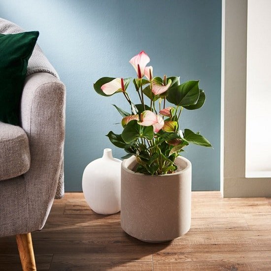 Indoor Plants with White Flowers that you can grow