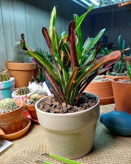 Tricolor Houseplants 2