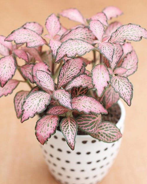 Pink Houseplants 2