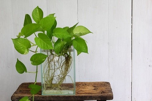 Popular houseplants that you can grow in vases 2