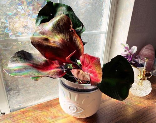 Houseplants with Red and Green Leaves 2