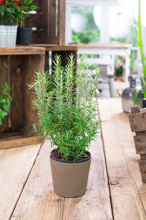 46 Best Cat Garden Plants | Cat Friendly Indoor Plants 2