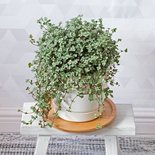 Awesome Round Leaf Houseplants 2