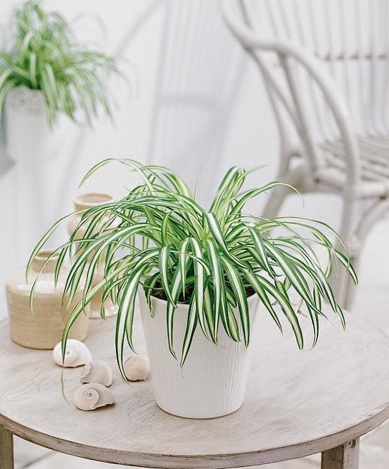 Spider Plant