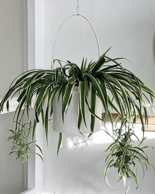 Low Light Hanging Houseplants 2