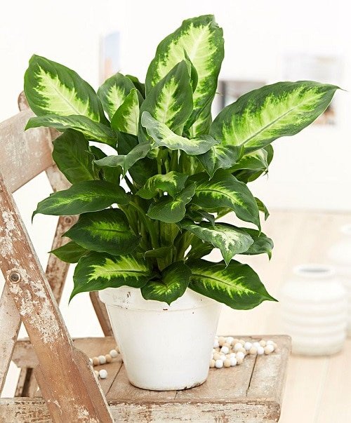 Best Indoor Plants for Living Rooms 16