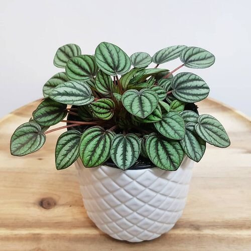 Best Peperomia Types 54