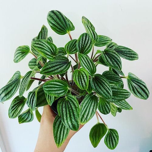 Best Peperomia Types 55