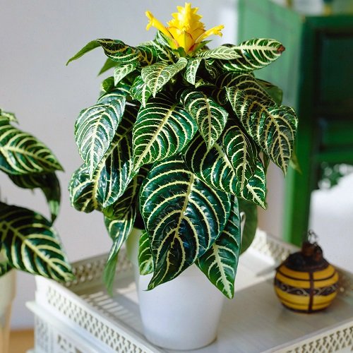 46 Best Cat Garden Plants | Cat Friendly Indoor Plants 10