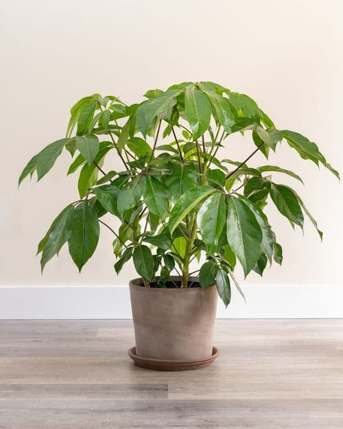 Easiest Houseplants 12