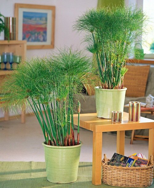 Best Indoor Plants for Living Rooms 23