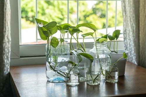 Houseplants in Water Centerpiece 3