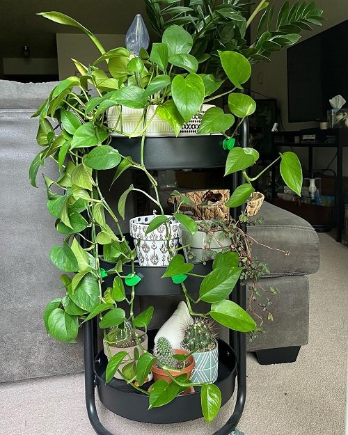 Ways to Display Pothos in Home 5