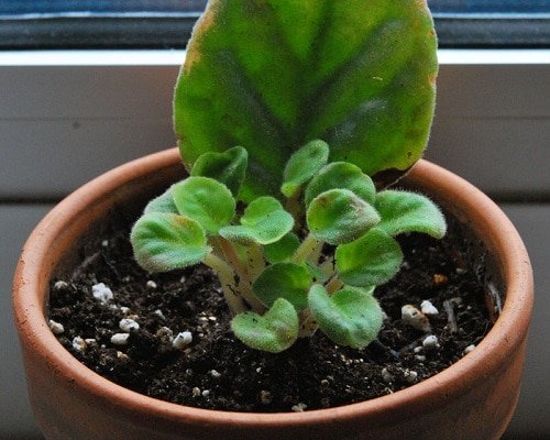 Indoor plants that you can grow from cuttings 3