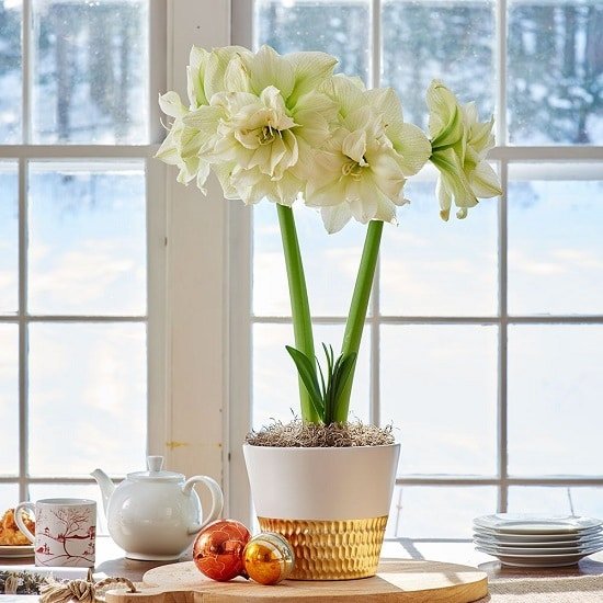 Indoor Plants with White Flowers for rooms