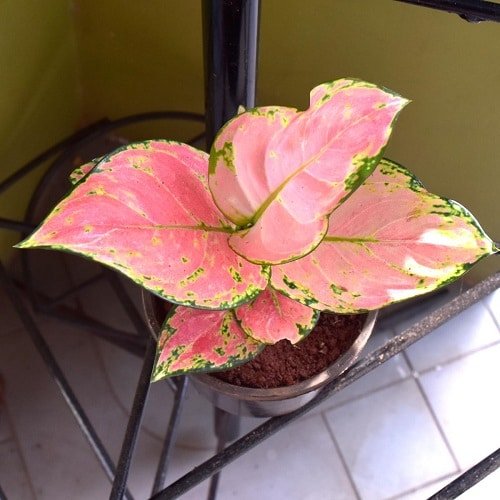 Pink Houseplants 3