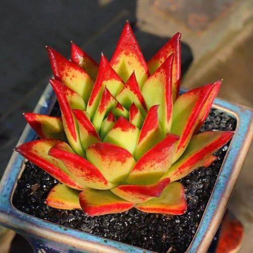 Houseplants with Red and Green Leaves 3