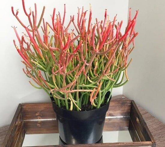 Red Indoor Plants 3