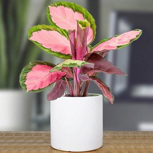 Indoor Plants with Rainbow Foliage 3