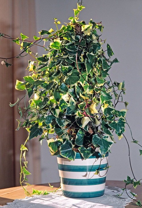 Best Climbing Houseplants 3